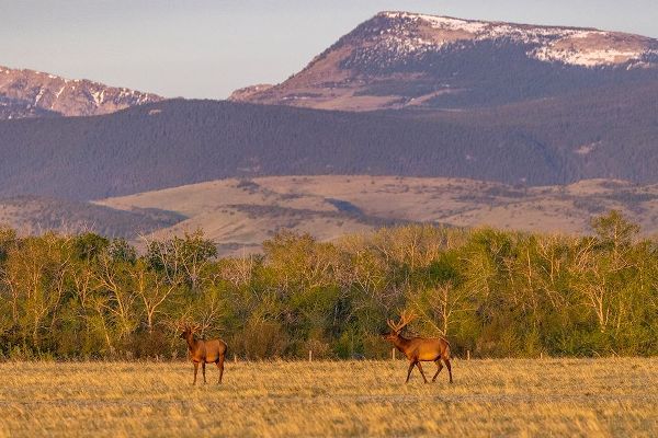Haney, Chuck 아티스트의 Bull elk in velvet along the Rocky Mountain Front near Choteau-Montana-USA작품입니다.